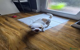 Chihuahua dogs for sale: Selling chihuahua  - Image 4