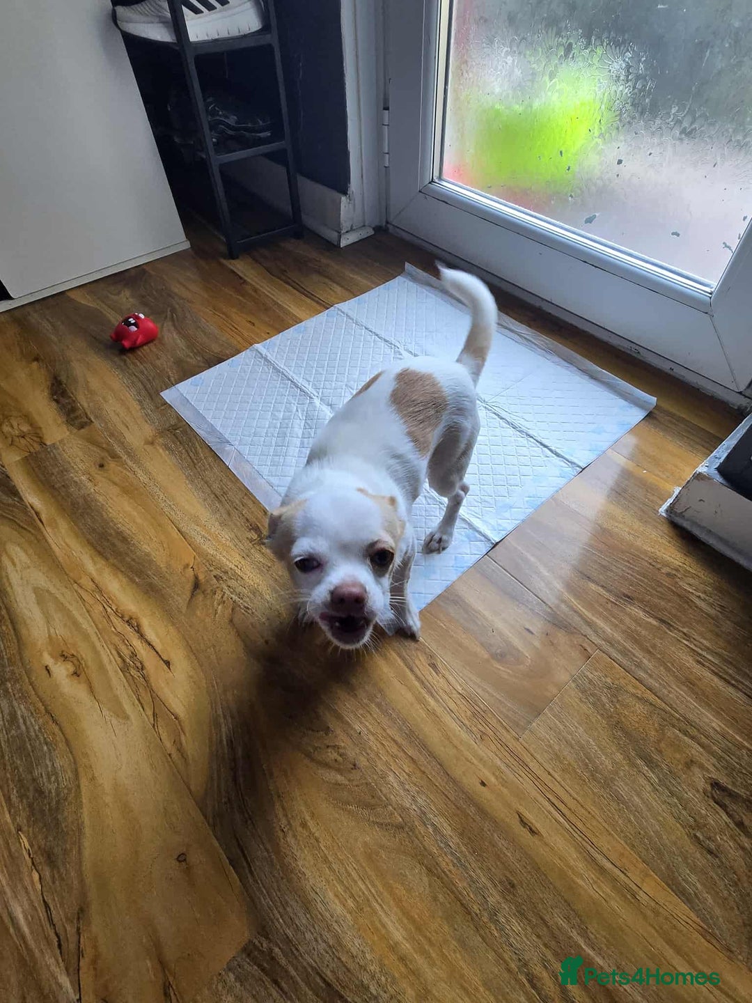 Chihuahua dogs for sale: Selling chihuahua  - Image 4