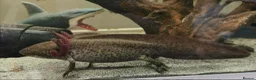 Axolotl reptiles for sale: Baby axolotls  in Peterborough - Advert 8