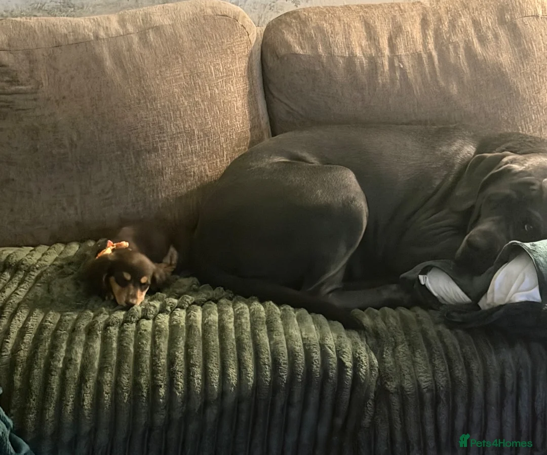 Dachshund dogs for sale: Miniature fluffy dachshund  - Advert 2