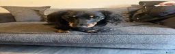 Miniature Dachshund dogs for stud: Miniature dachshund stud - Advert 2