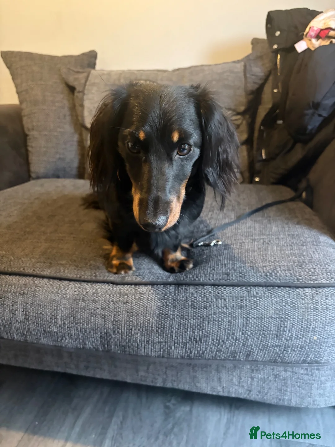 Miniature Dachshund dogs for stud: Miniature dachshund stud - Advert 2