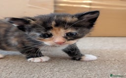 British Shorthair cats for sale: 4 baby kittens and 1 mother  - Image 2