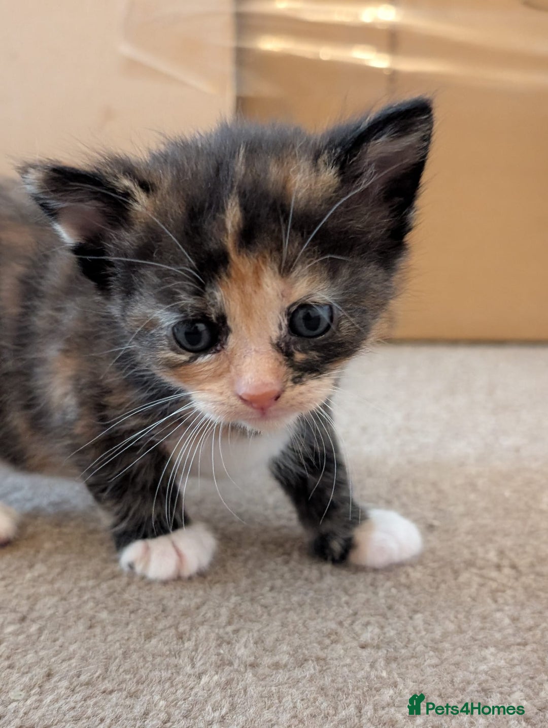 British Shorthair cats for sale: 4 baby kittens and 1 mother  - Image 2