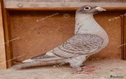 Pigeons birds for sale: RARE RUBELLA COLOURED RACING PIGEONS - Image 3