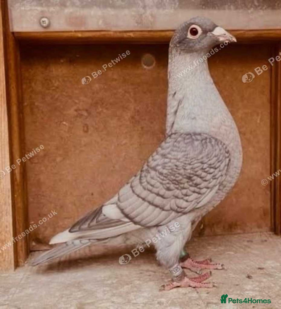 Pigeons birds for sale: RARE RUBELLA COLOURED RACING PIGEONS - Image 3