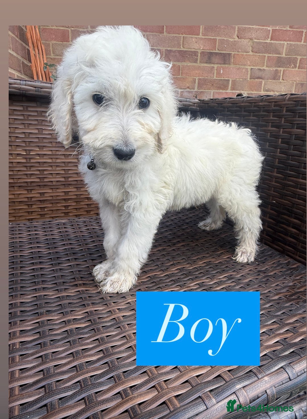 Goldendoodle dogs for sale: F1B GOLDENDOODLE PUPPIES 2 BOYS AVAILABLE  in Farnham - Image 26