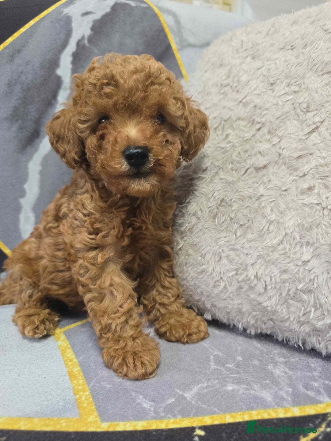 Toy Poodle dogs for sale: 3 Stuninngly cute red toy poodle puppies - Advert 5