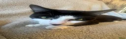 Mixed Breed cats for sale: Maine Coon X kittens for sale! in Basingstoke - Advert 3