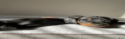 Miniature Dachshund dogs for sale: Ready Now - Beautiful Miniature Dachshund Puppies - Advert 5
