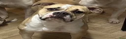American Bulldog dogs for sale: Last male American bulldog puppy  - Advert 9