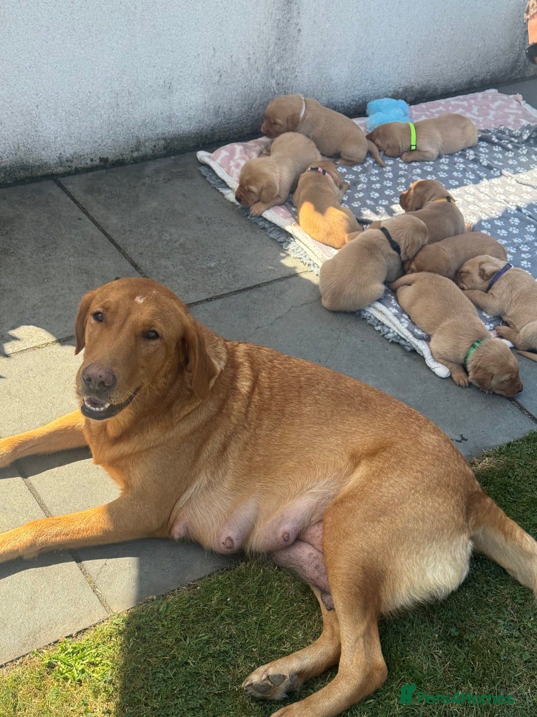 Labrador Retriever dogs for sale: Fox Red litter born 5th August - Image 8