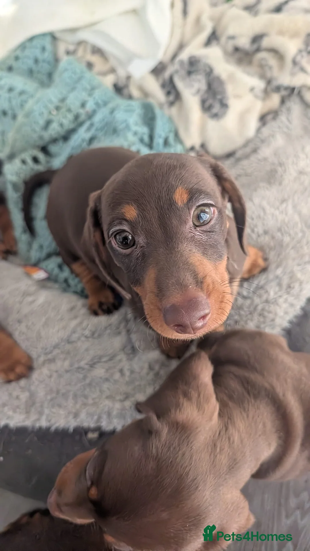 Miniature Dachshund dogs for sale: 3 x Miniature Dachshund Puppies in Gravesend - Advert 2