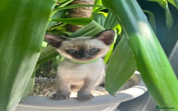 Siamese cats for sale: Human Toilet Trained! Exquisite Siamese Kittens - Image 15