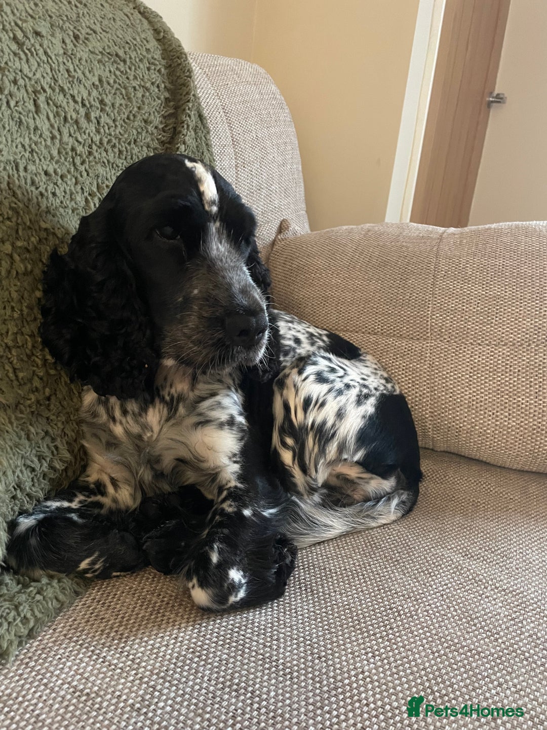 Cockapoo dogs for sale: F1 Cockapoo Puppy’s  - Image 12