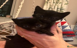 Domestic Shorthair cats for sale: Russian blue mix - Advert 17