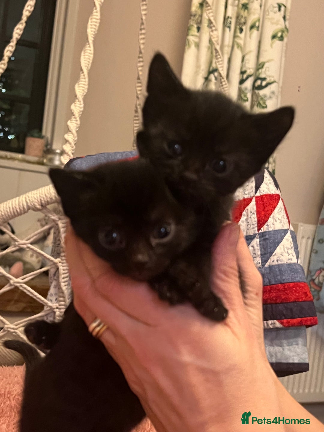 Domestic Shorthair cats for sale: Russian blue mix - Advert 17