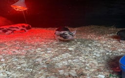 Pig livestock for sale: micro pigs - Image 5