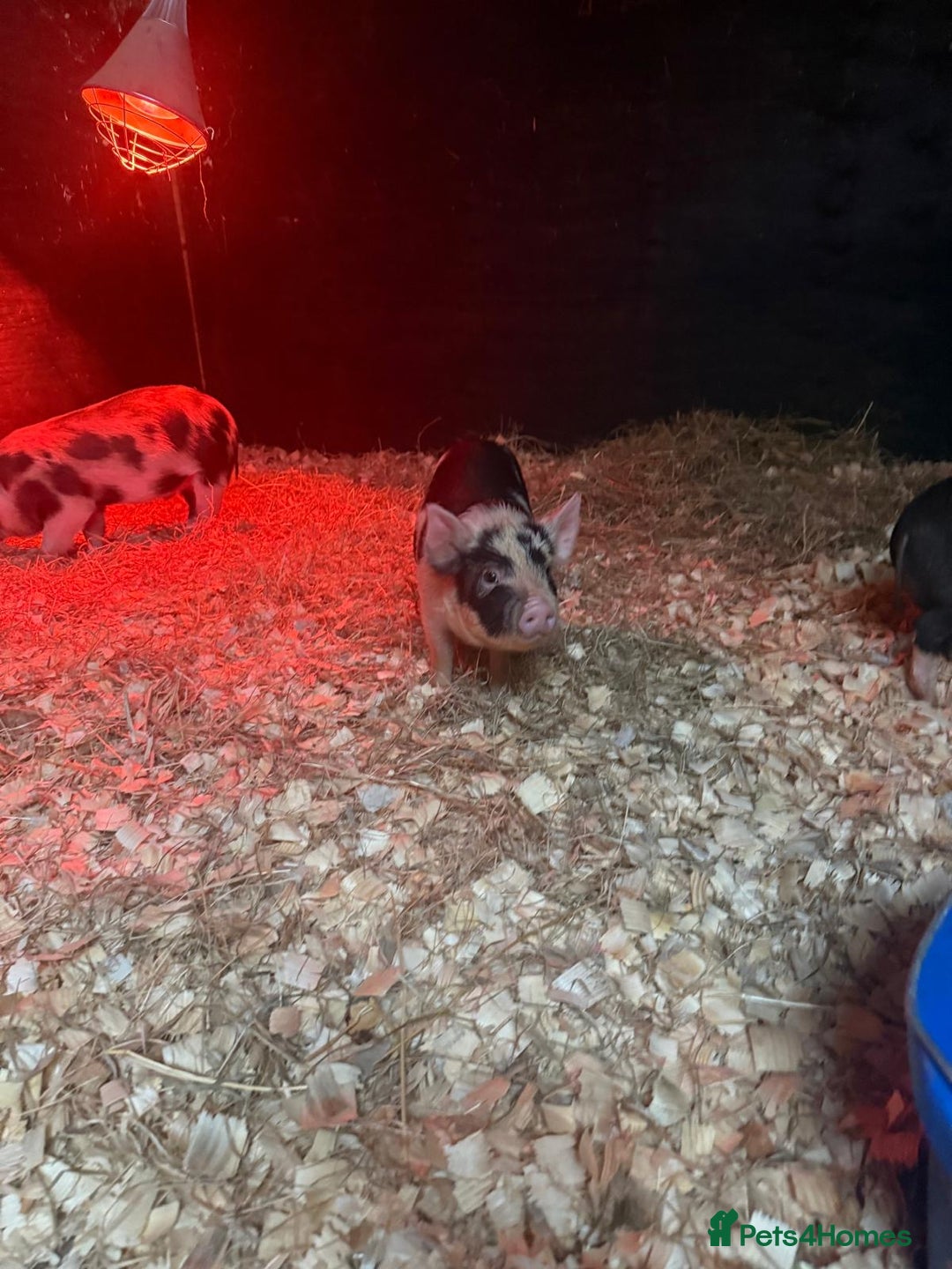 Pig livestock for sale: micro pigs - Image 5