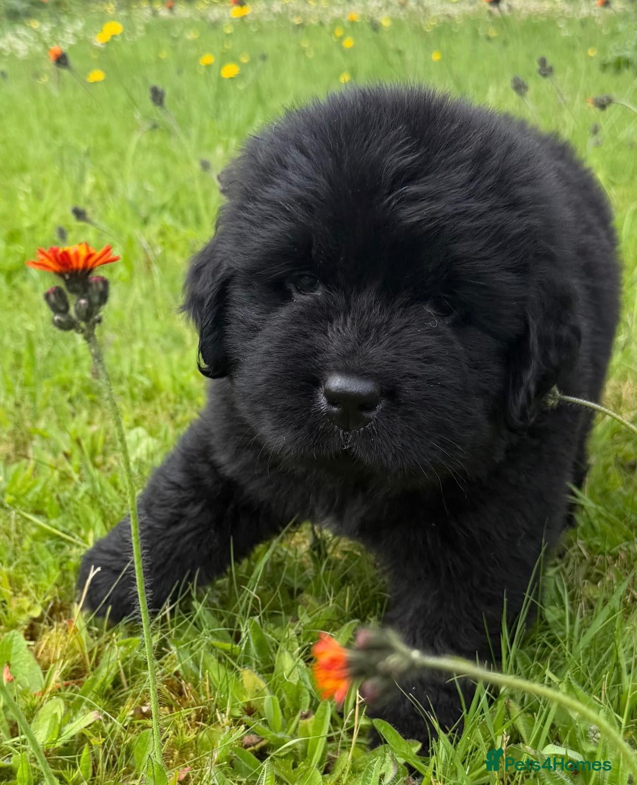 Newfoundland dogs KC Registered Black Newfoundland Puppies  - Advert 1