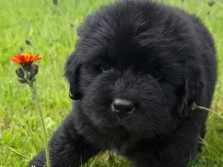 Newfoundland dogs KC Registered Black Newfoundland Puppies - Advert 1