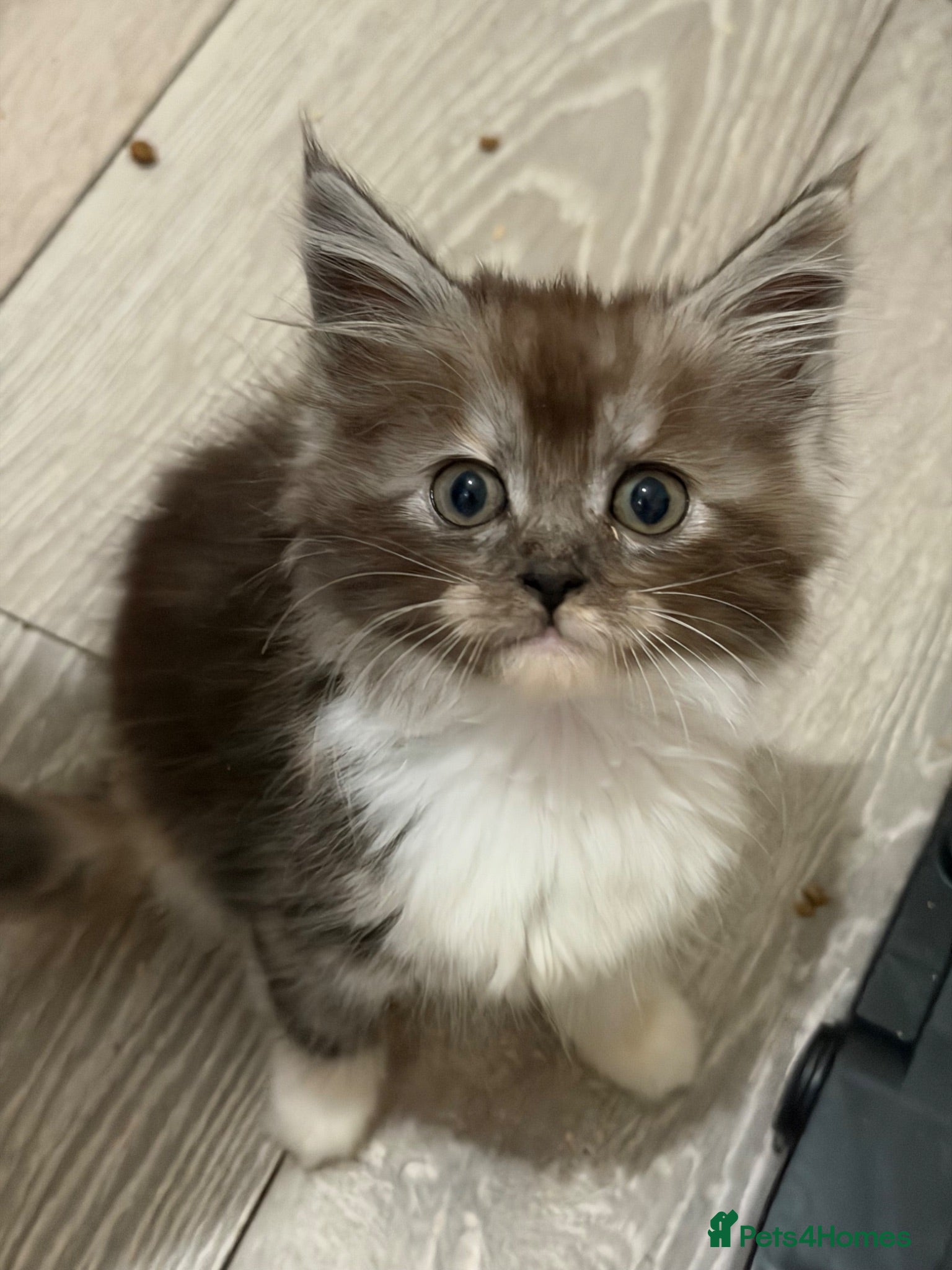 Maine Coon cats Maincoon X Ragdoll READY FOR COLLECTION  - Advert 1