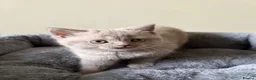 British Shorthair cats for sale: British Shorthair Kittens for Sale - Advert 13
