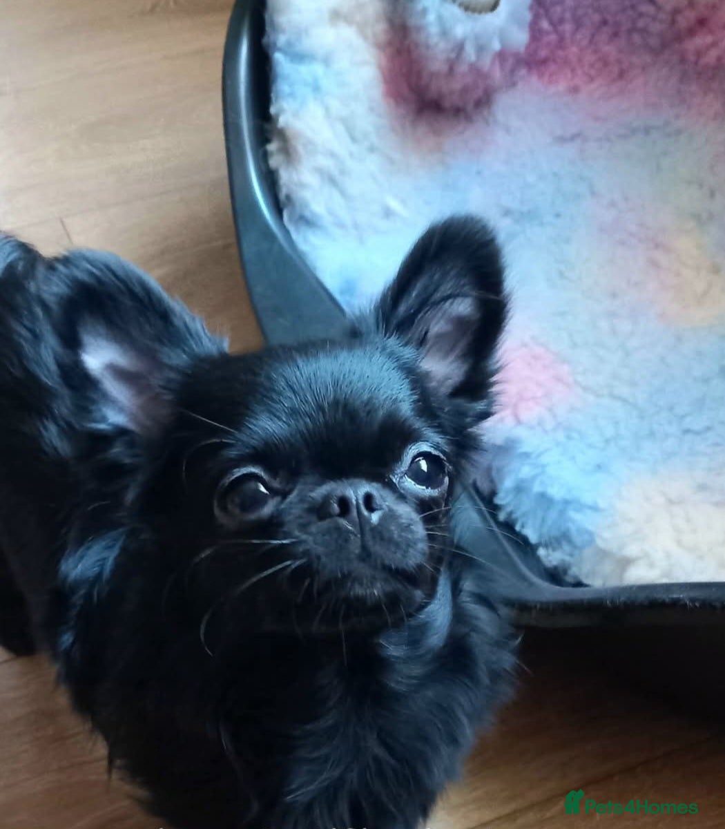 Chihuahua dogs ❤️‍🔥Long-coat Girl❤️‍🔥DNA tested❤️‍🔥PET only!! - Advert 17