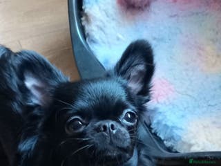 Chihuahua dogs ❤️🔥Long-coat Girl❤️🔥DNA tested❤️🔥PET only!! - Advert 17