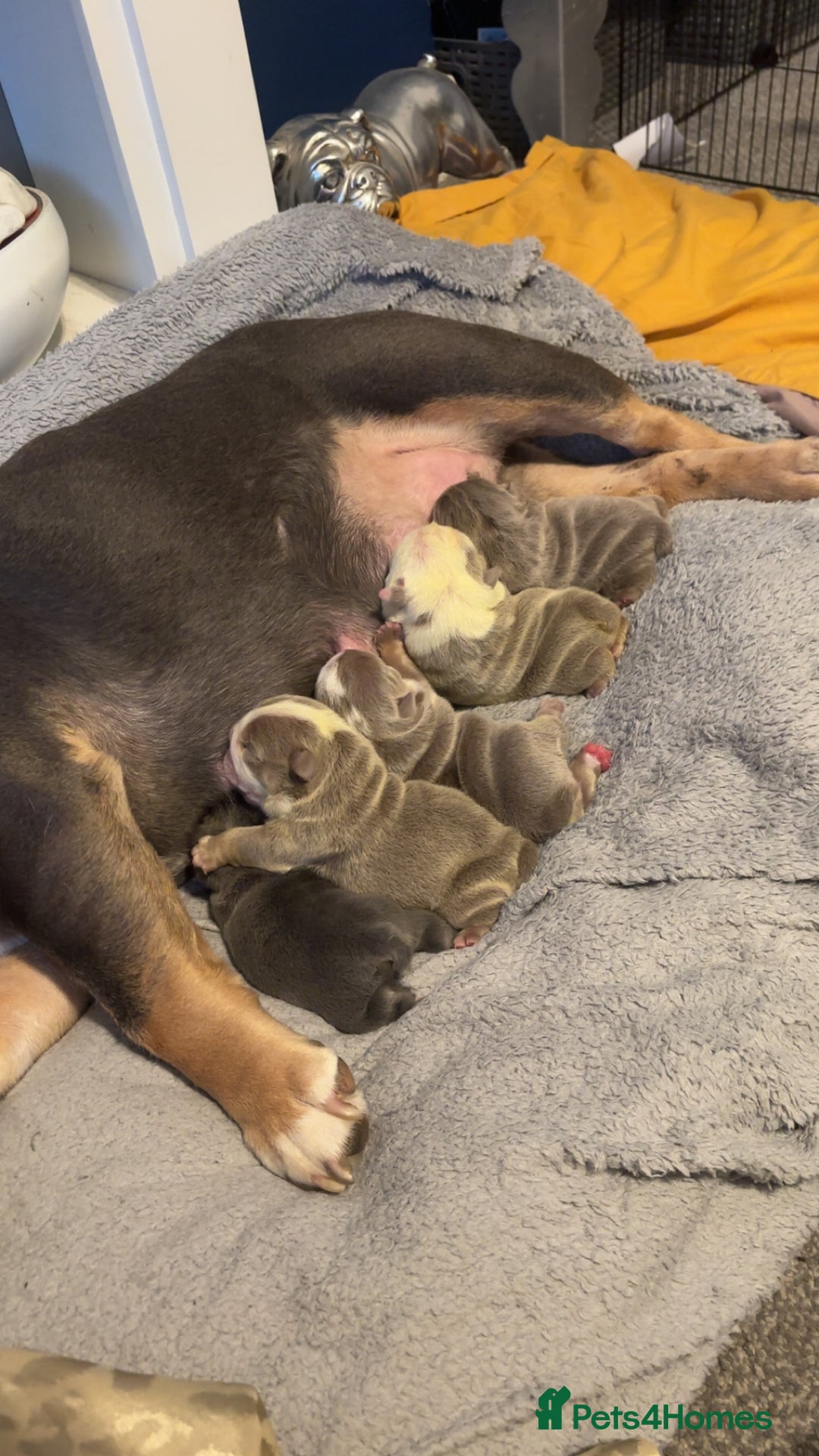 English Bulldog dogs for sale: 5 Beautiful Bulldogs - Advert 2