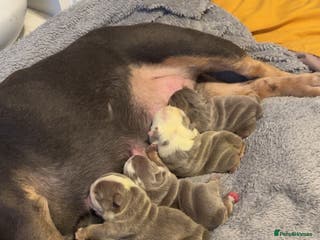 English Bulldog dogs 5 Beautiful Bulldogs - Advert 1