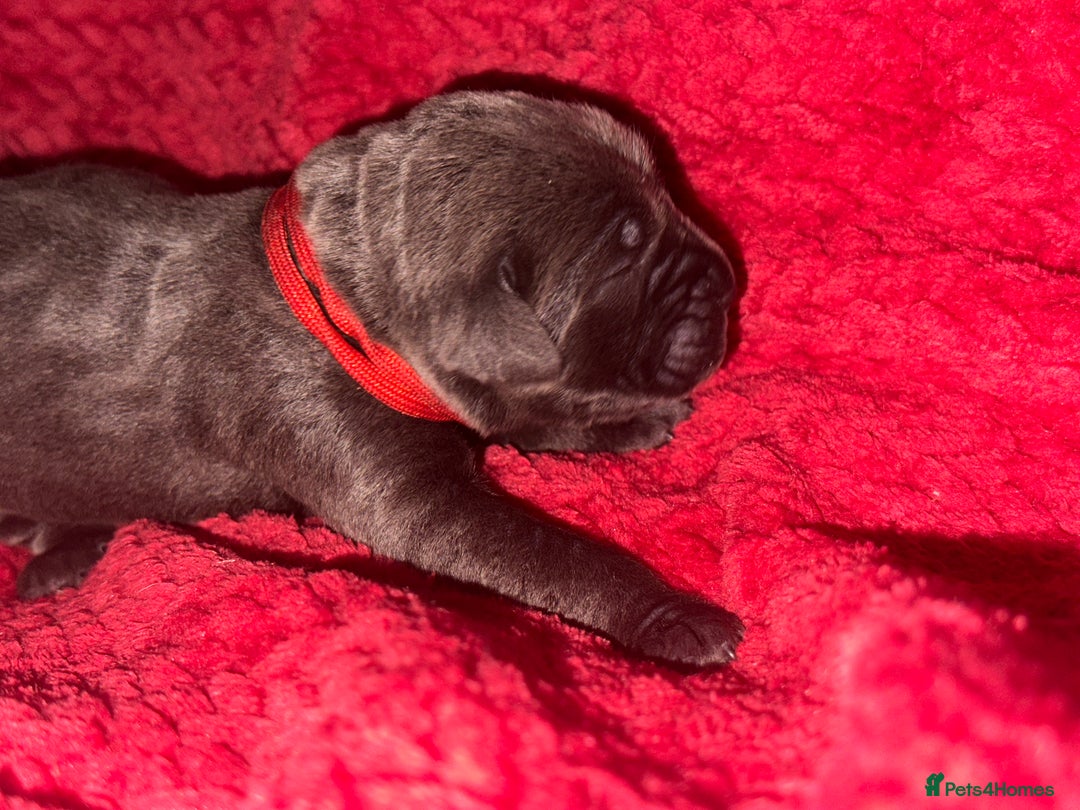 Cane Corso dogs for sale: Purebred Cane Corso  - Advert 15