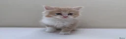Mixed Breed cats for sale: Gorgeous Long Haired Siberian Cross Kittens  - Advert 2