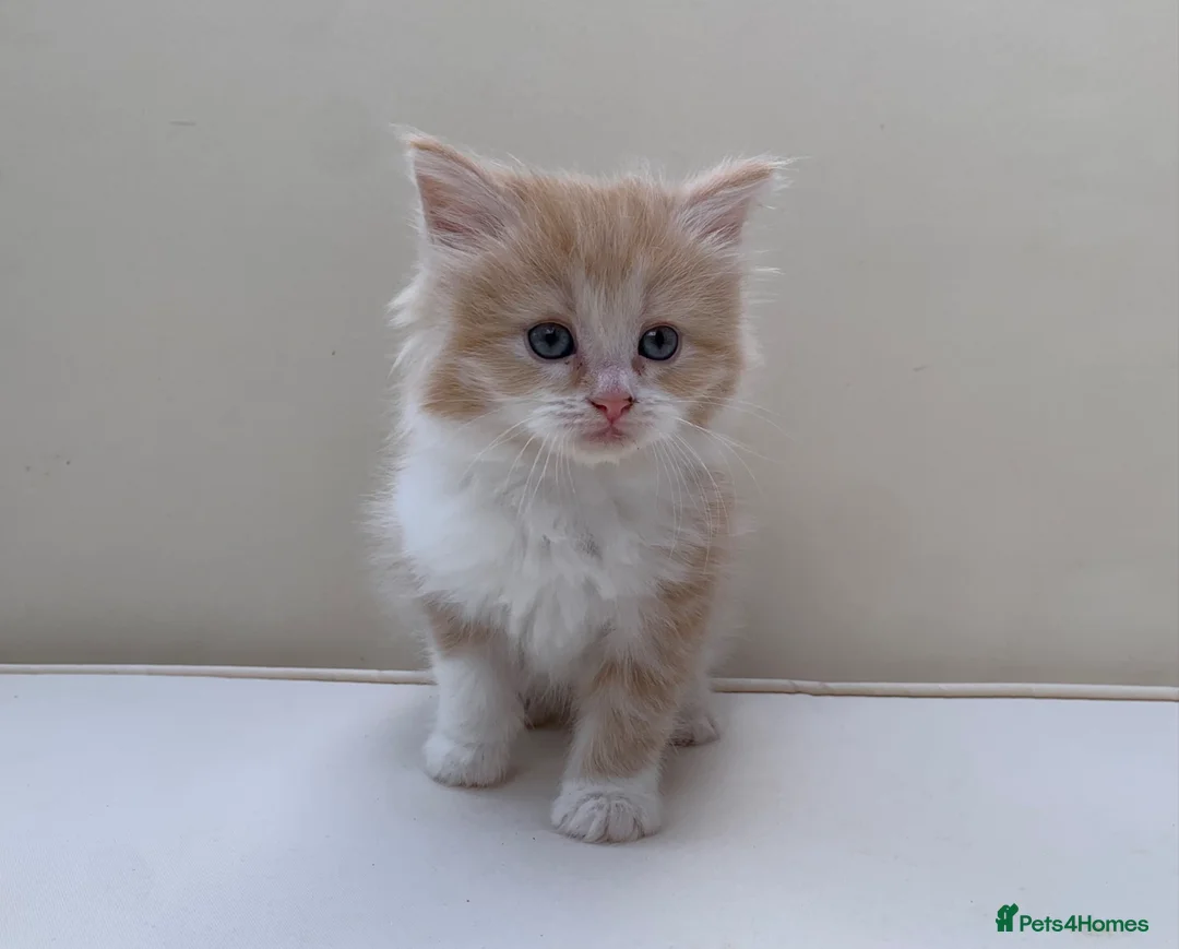 Mixed Breed cats for sale: Gorgeous Long Haired Siberian Cross Kittens  - Advert 2