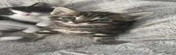Domestic Shorthair cats for sale: Gorgeous kittens for sale - litter of 4 in Feltham - Advert 13