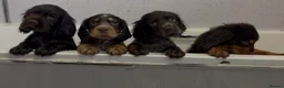 Cocker Spaniel dogs for sale: Beautiful cockerspaniel puppies - Advert 12