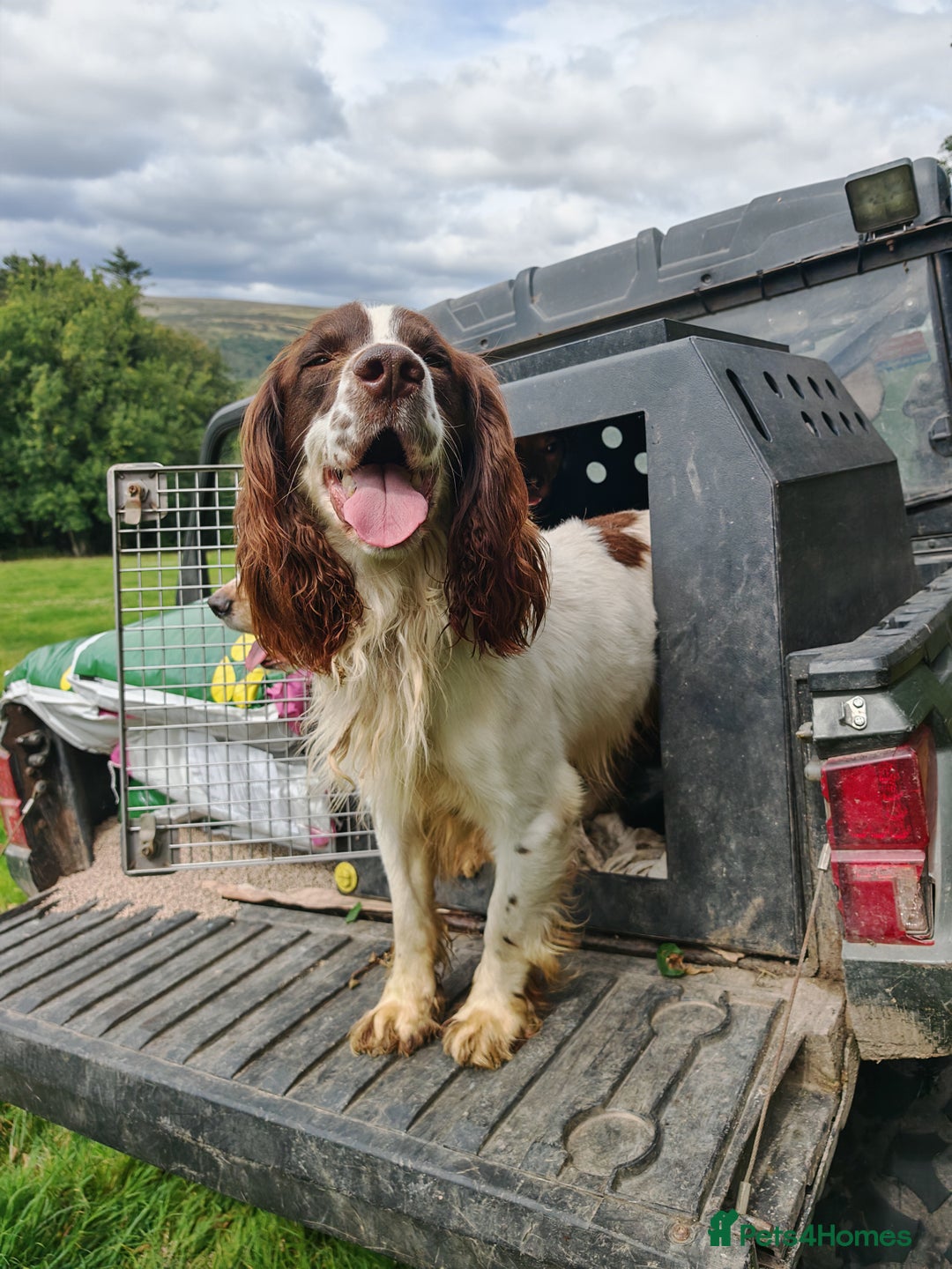 English Springer Spaniel dogs for stud: KC Reg Liver & White Springer - Image 3