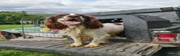 English Springer Spaniel dogs for stud: KC Reg Liver & White Springer - Advert 3
