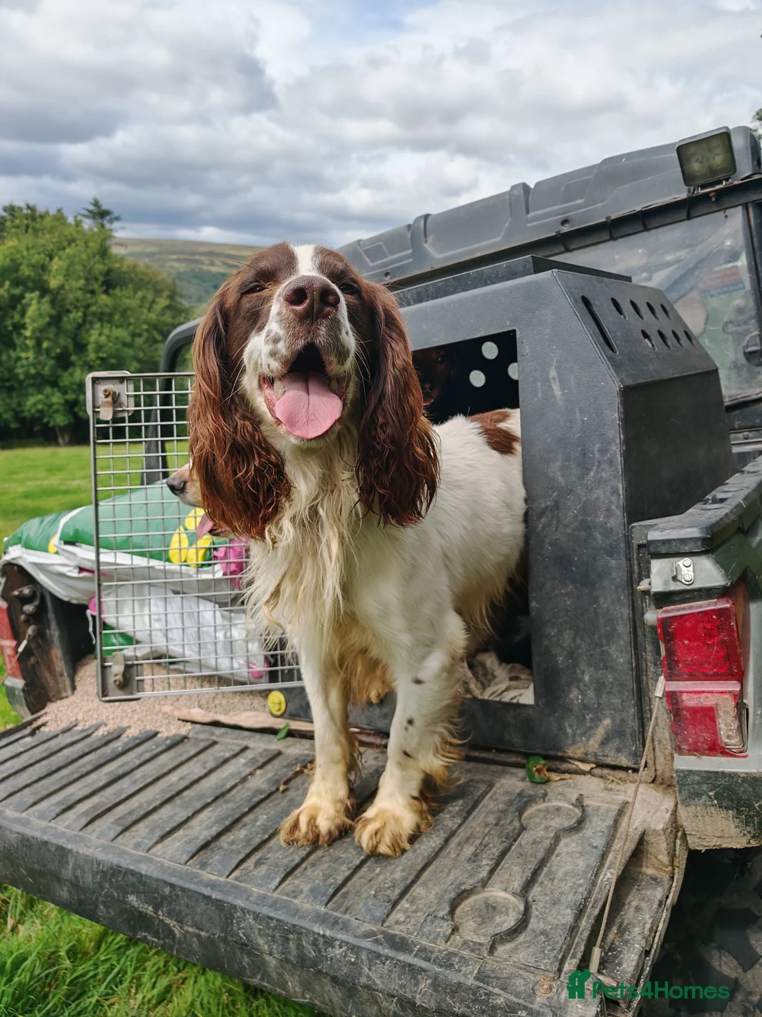English Springer Spaniel dogs for stud: KC Reg Liver & White Springer - Advert 3