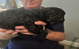 Cavapoo dogs for sale: REDUCED AMAZING F1 cavapoo puppies  - Image 19