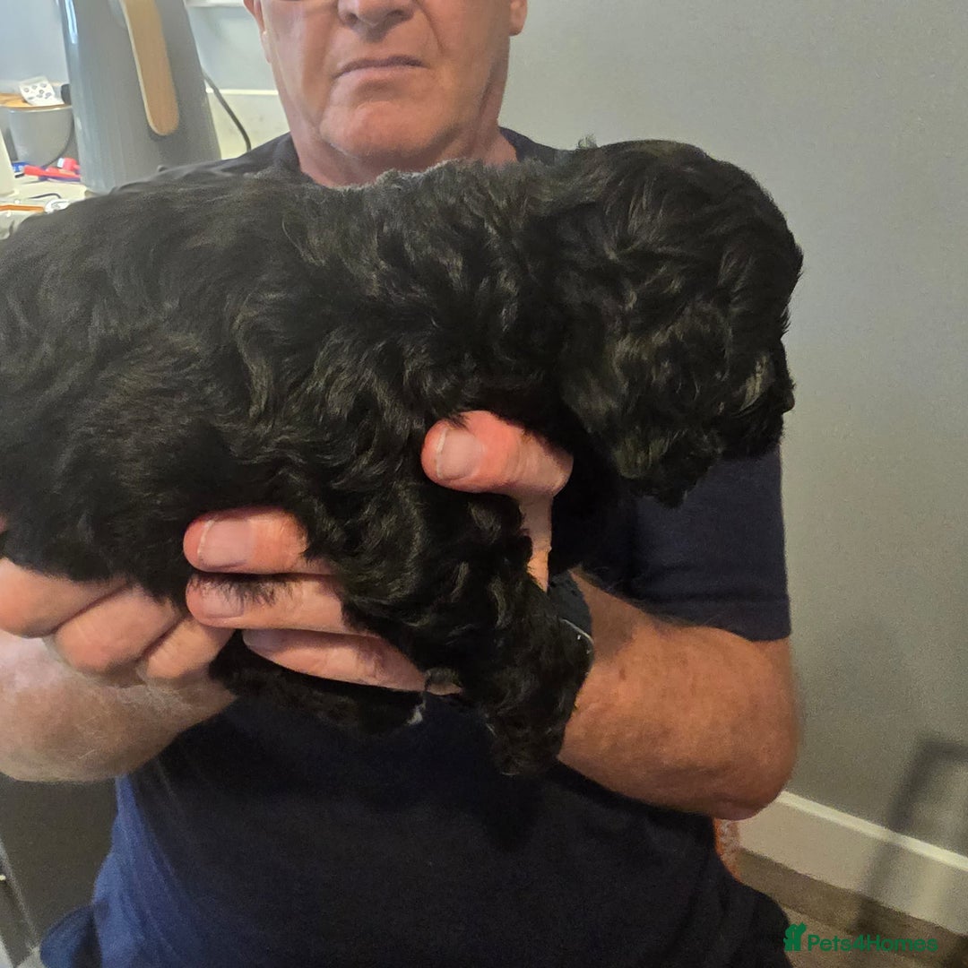 Cavapoo dogs for sale: REDUCED AMAZING F1 cavapoo puppies  - Image 19