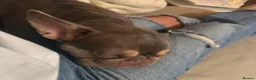 French Bulldog dogs for sale: Beautiful female Blue & tan french bulldog 🐾 - Advert 8