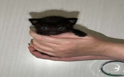Mixed Breed cats for sale: Gorgeous kittens for sale  - Image 11