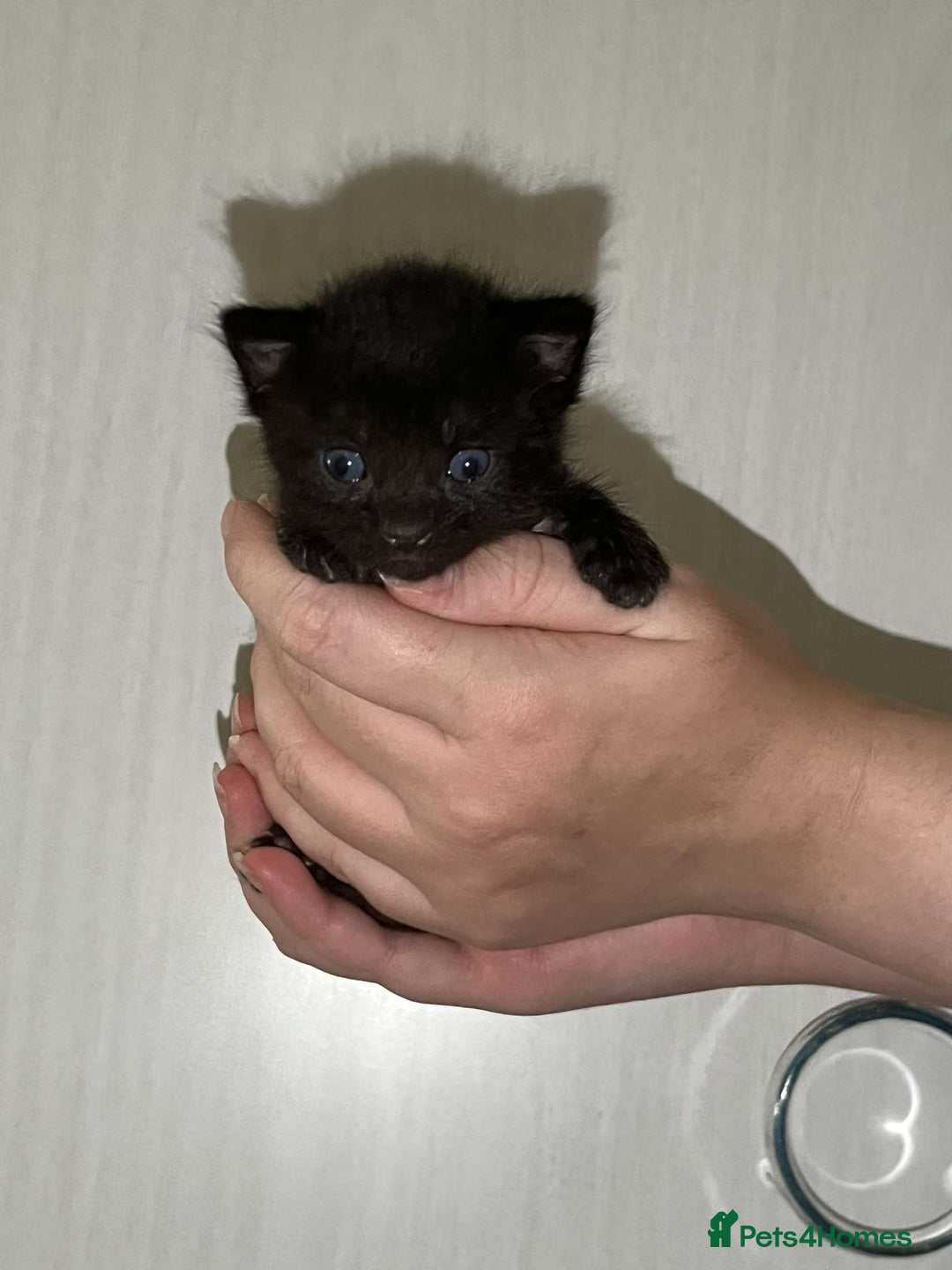 Mixed Breed cats for sale: Gorgeous kittens for sale  - Image 11