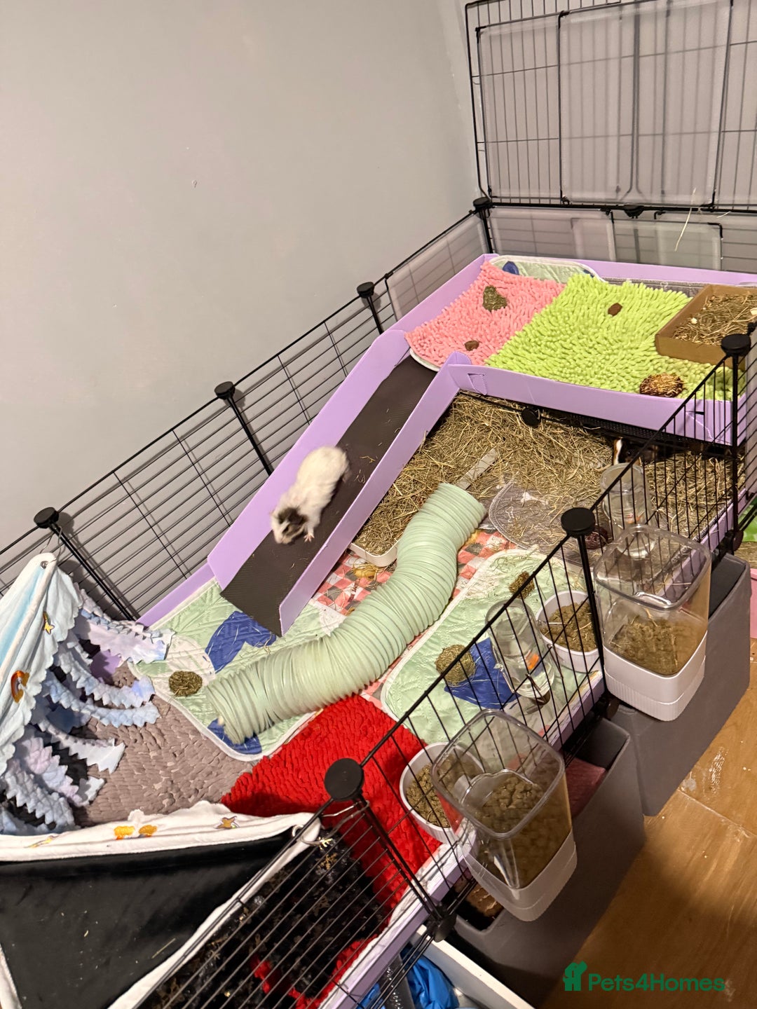 Guinea Pig rodents for sale: 4 sows with kavee cage - Advert 3