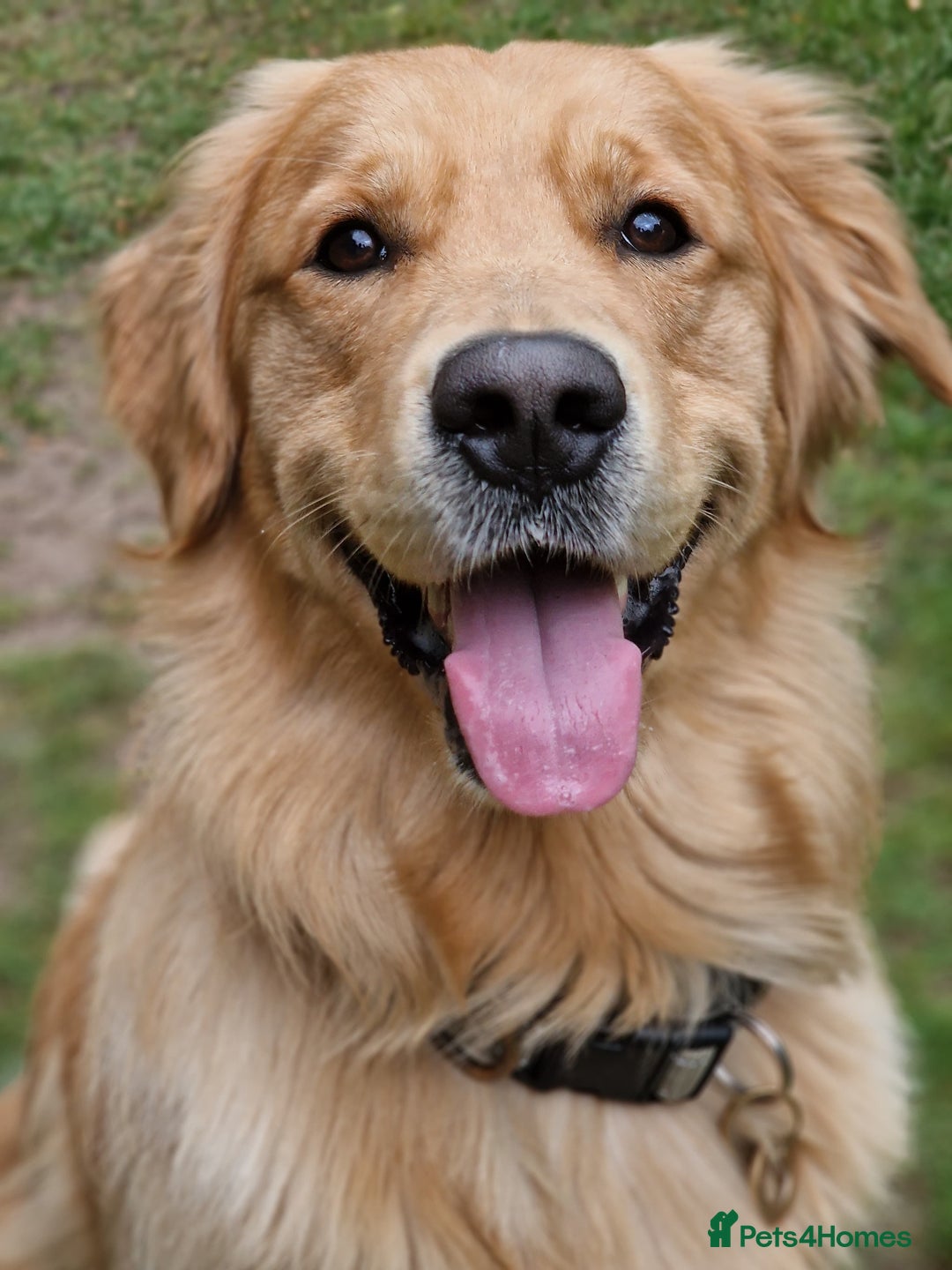 Golden Retriever dogs for stud: 5th Generation 2yo Toasted Golden Retriever - Advert 10