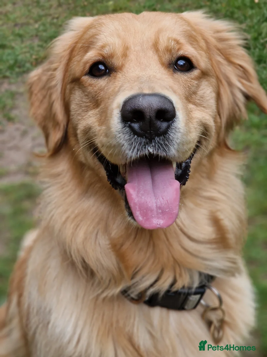 Golden Retriever dogs for stud: 5th Generation 2yo Toasted Golden Retriever - Advert 10