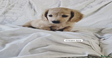 Dachshund dogs - Advert 15