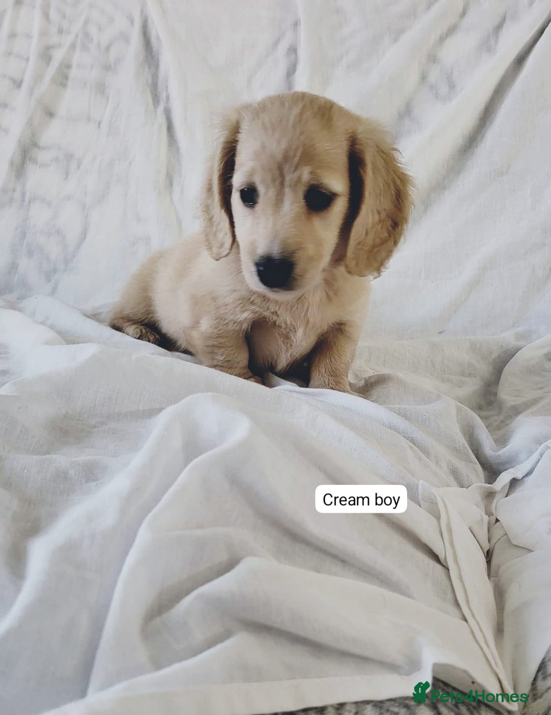 Dachshund dogs for sale: Miniature dachshunds - Image 1
