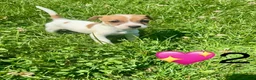 Jack Russell dogs for sale: Beautiful Jack Russell Pups Ready for Forever Home - Advert 10